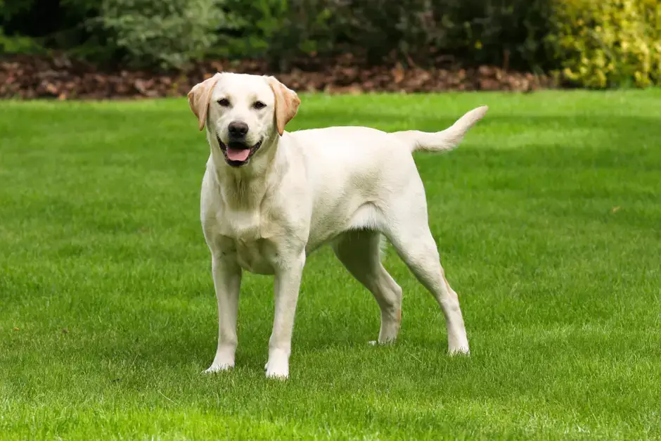 labrador-retriever