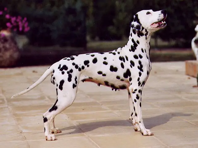 Dalmata