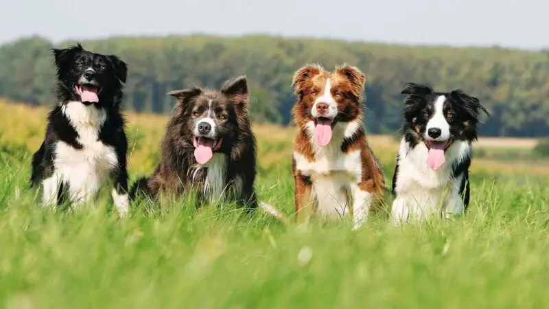 border-collie