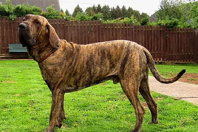 Fila brasileiro