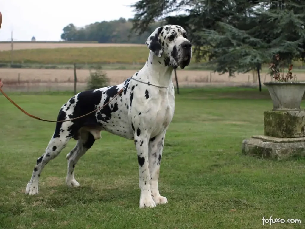 Raças de Cachorro Grande: Conheça as 15 Mais Populares no Brasil