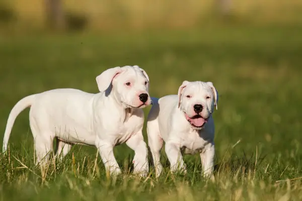 filhotes-dogo-argentino