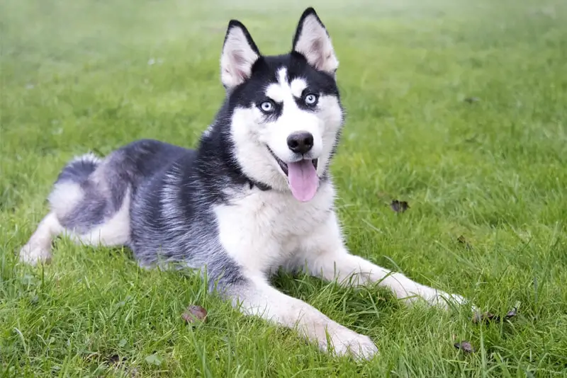 husky-siberiano-caracteristicas-guia-racas