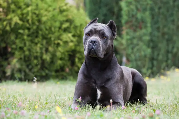 Cane corso