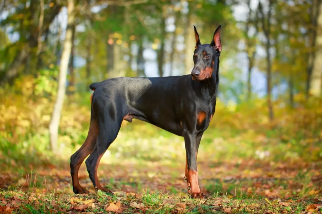 raça-dobermann