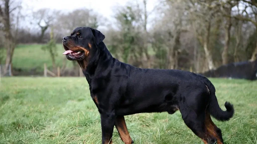 Raças de Cachorro Grande: Conheça as 15 Mais Populares no Brasil